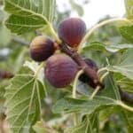 ⁦אל.אקס קר - 60 כמוסות⁩ – תמונה ⁦3⁩